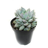 Sedeveria Lilac Mist - Lazy Gardens