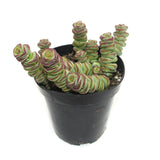 Crassula Baby's Necklace | Baby's Necklace - Lazy Gardens