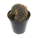 Lobivia Famatimensis Cristata | Orange Cob Crested - Lazy Gardens