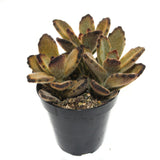 Kalanchoe Tomentosa | Teddy Bear Plant - Lazy Gardens