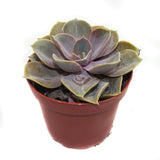 Echeveria Perle von Nurnberg - Lazy Gardens