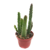 Stapelia Grandiflora | Starfish Flower Cactus - Lazy Gardens