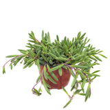 Othonna capensis | Ruby Necklace - Lazy Gardens