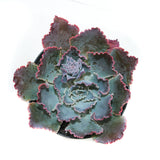 Echeveria Neon Breakers - Lazy Gardens