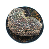 Lobivia Famatimensis Cristata | Orange Cob Crested - Lazy Gardens