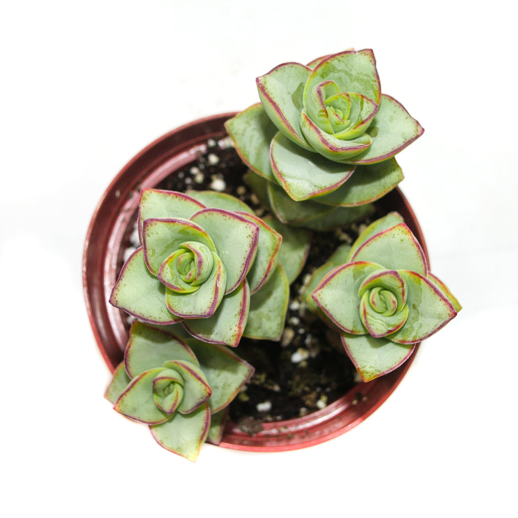 button succulent plant Crassula Perforata