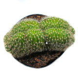 Trichocereus Huascha Cristata | Red Torch Crested - Lazy Gardens