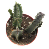 Stapelia Grandiflora | Starfish Flower Cactus - Lazy Gardens