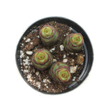 Crassula Baby's Necklace | Baby's Necklace - Lazy Gardens