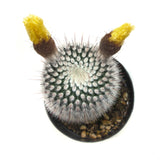 Notocactus Scopa | Silver Ball Cactus - Lazy Gardens