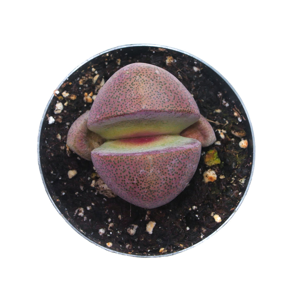 royal flush succulent care Pleiospilos Nelii