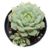 Echeveria Derenbergii | Painted Lady - Lazy Gardens