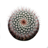 Notocactus Scopa | Silver Ball Cactus - Lazy Gardens
