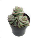 Crassula Perforata | String of Buttons - Lazy Gardens