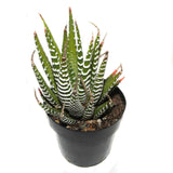 Haworthia Fasciata | Zebra Plant - Lazy Gardens
