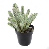Euphorbia Mammillaris Variegata | Corn Cob Cactus Variegated - Lazy Gardens