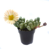 Fenestraria Aurantiaca | Baby Toes - Lazy Gardens
