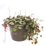 Peperomia Ruby Cascade - Lazy Gardens