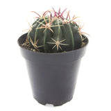 Ferocactus Latispinus | Devils Tongue Cactus - Lazy Gardens