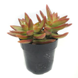 Sedum Adolphi | Firestorm - Lazy Gardens