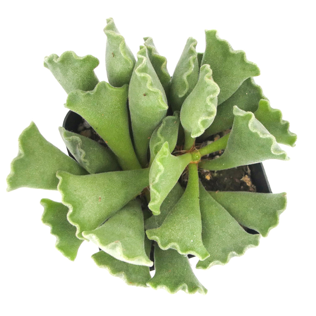 keymado succulent Adromischus Cristatus
