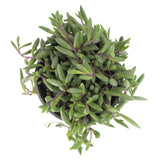 Othonna capensis | Ruby Necklace - Lazy Gardens