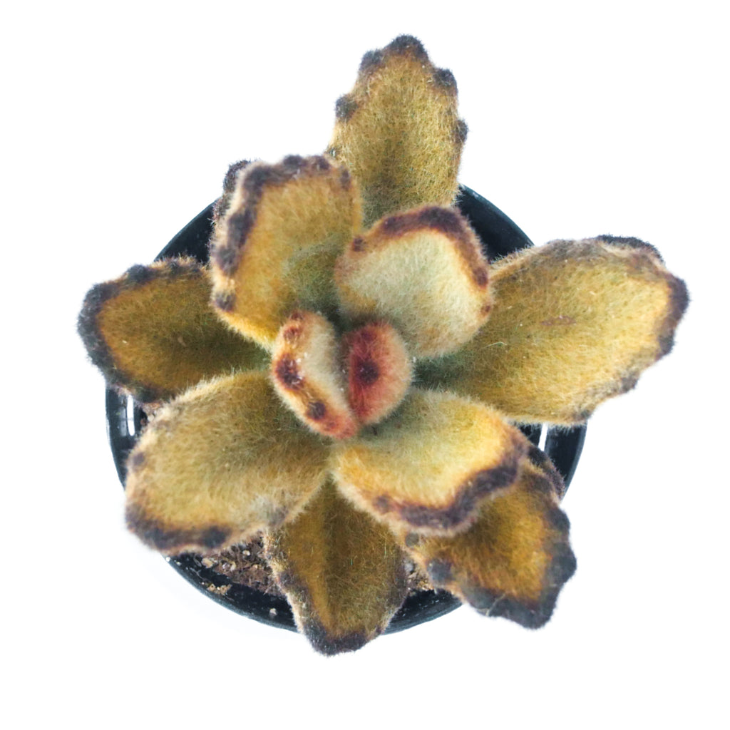 teddy bear succulent plant Kalanchoe Tomentosa