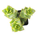 Crassula Perforata | String of Buttons - Lazy Gardens