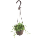 Senecio peregrinus | String of Dolphins - Lazy Gardens