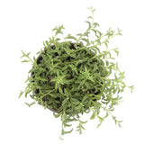 Senecio peregrinus | String of Dolphins - Lazy Gardens