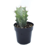 Stenocereus Pruinosus | Ghost Organ Cactus - Lazy Gardens