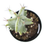Stenocereus Pruinosus | Ghost Organ Cactus - Lazy Gardens