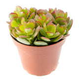 Crassula ovata | Jade Plant - Lazy Gardens