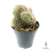 Stenocereus Hollianus Crested - Lazy Gardens