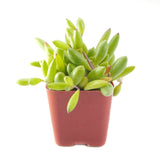 Othonna capensis | Ruby Necklace - Lazy Gardens