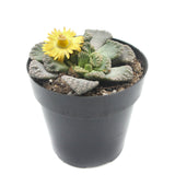 Titanopsis Calcarea | Jewel Plant - Lazy Gardens