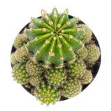 Echinobivia Hybrid | Rainbow Burst Cactus - Lazy Gardens