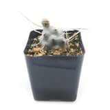 Tephrocactus Articulatus var papyracanthus | Paper Spine Cactus - Lazy Gardens