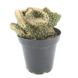 Opuntia Parryi Serpentina | Snake Cholla Crested - Lazy Gardens