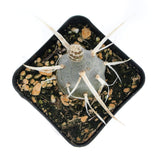 Tephrocactus Articulatus var papyracanthus | Paper Spine Cactus - Lazy Gardens