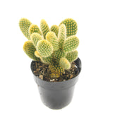 Opuntia microdasys | Bunny Ears Cactus - Lazy Gardens