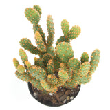 Opuntia rufida minima monstrose | Mini cinnamon cactus - Lazy Gardens