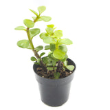 Portulacaria afra | Elephant Bush - Lazy Gardens