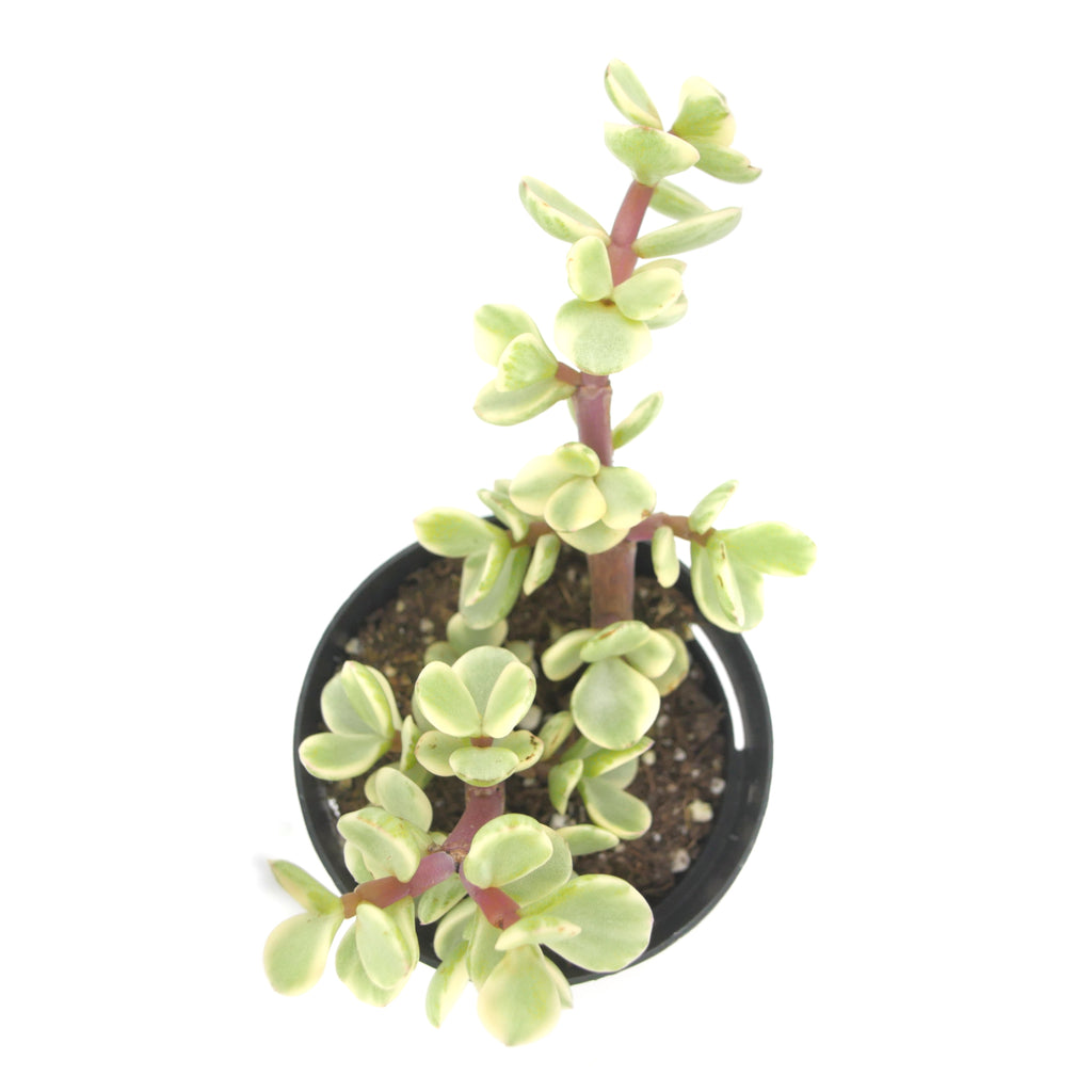 variegated elephant bush succulent Portulacaria afra variegata