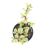 Portulacaria afra variegata | Elephant Bush Variegated - Lazy Gardens
