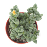 Corpuscularia Lehmannii | Ice Plant - Lazy Gardens