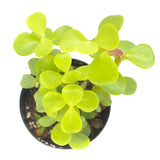 Portulacaria afra | Elephant Bush - Lazy Gardens