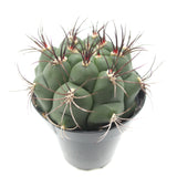 Gymnocalycium saglione | Giant Chin Cactus - Lazy Gardens