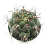 Gymnocalycium saglione | Giant Chin Cactus - Lazy Gardens