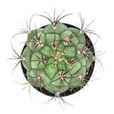 Gymnocalycium saglione | Giant Chin Cactus - Lazy Gardens